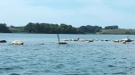 Mitten im Wasser, hier maximal 30 cm tief